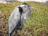 Galapagos 1-2-13 Bachas Great Blue Heron The great blue heron is the largest of the Galapagos herons. I almost walked past this motionless one near the lagoon on Bachas Beach. It is a fierce and efficient predator and lives of a wide range of marine life.